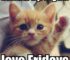 Cute Cat Funny Friday Meme