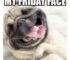 Its Friday Funny Dog Meme