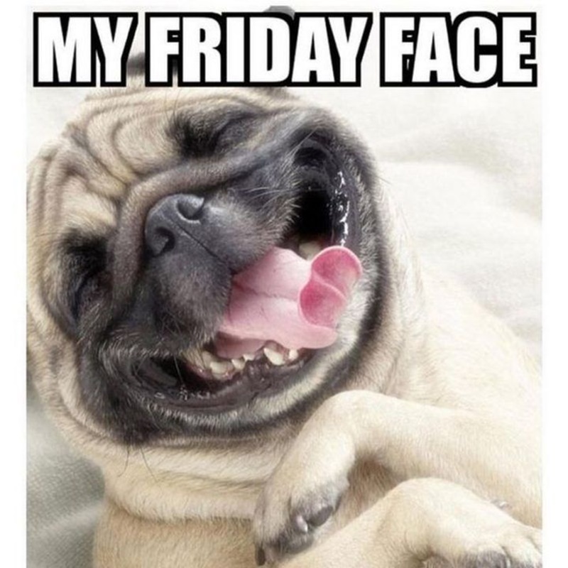 friday meme funny dogs face